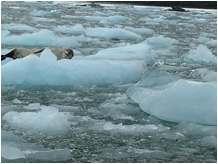 Description: Macintosh
                      HD:Users:jfrand:Documents:Personal:0_TRAVEL:2017
                      Patagonia: chilean story:web:pat1728.jpg